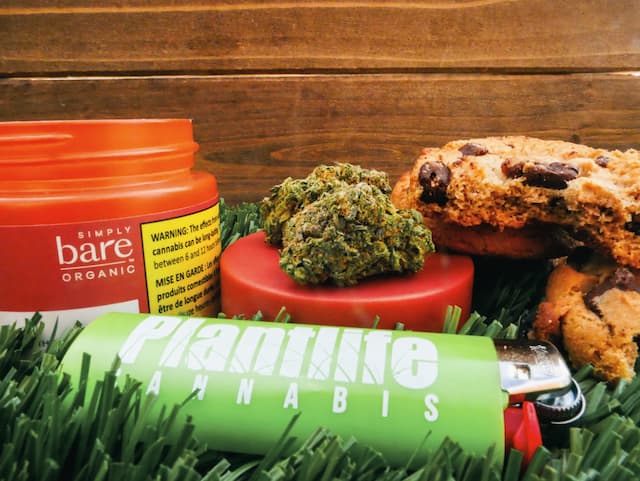 PLANTLIFE CANNABIS - BRAND SHOWCASE TIME!