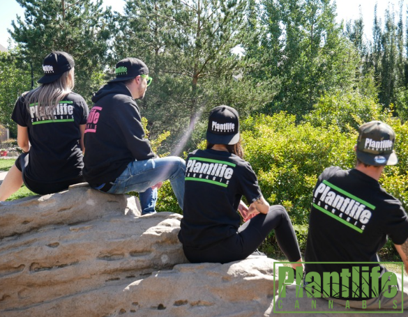 PLANTLIFE CANNABIS - SPRING HAS ARRIVED