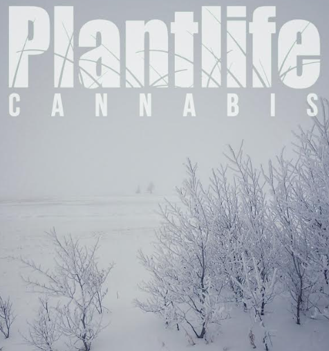 PLANTLIFE CANNABIS - HOLIDAY SEASON UPON US