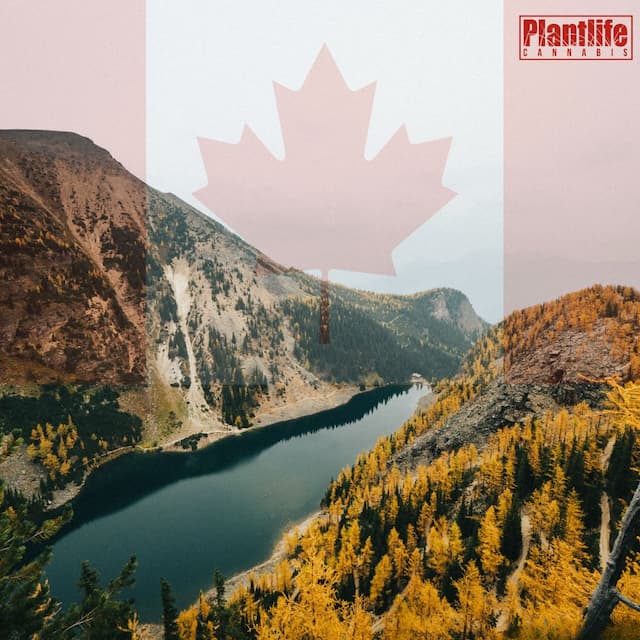 PLANTLIFE CANNABIS - ARE YOU READY FOR THE LONG WEEKEND?